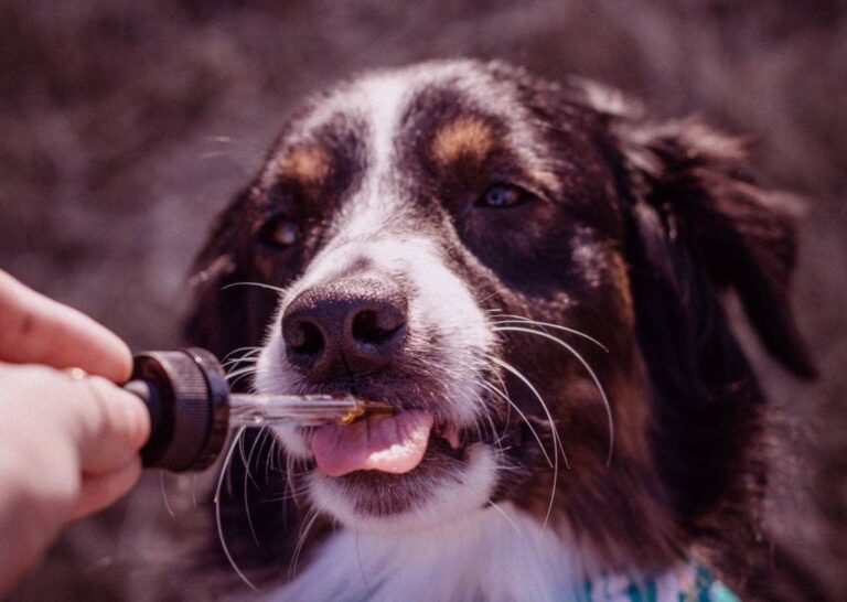 CBD Oil for Dogs: Proper Consumption and Effects on Animals