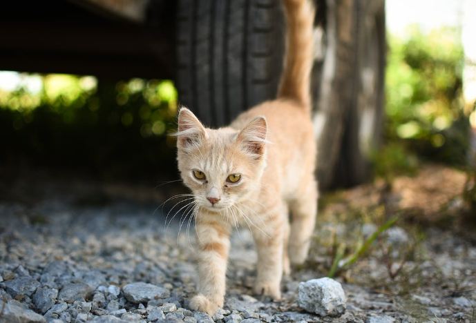 The Evolution of Cat Transport and the Rising Demand for Stylish Solutions